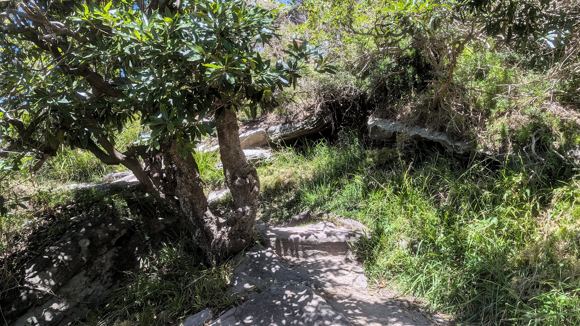 dy_curlcurl track (7)